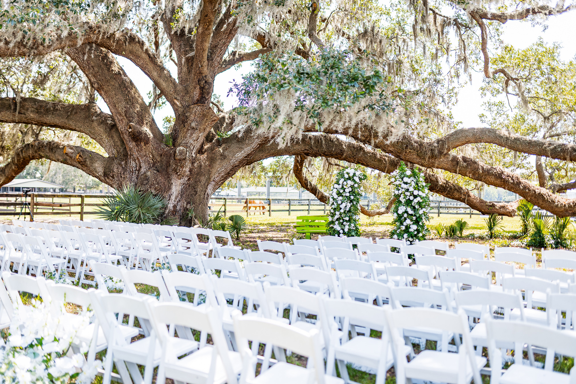 White wedding chairs and floral arrangements beneath the oak canopy