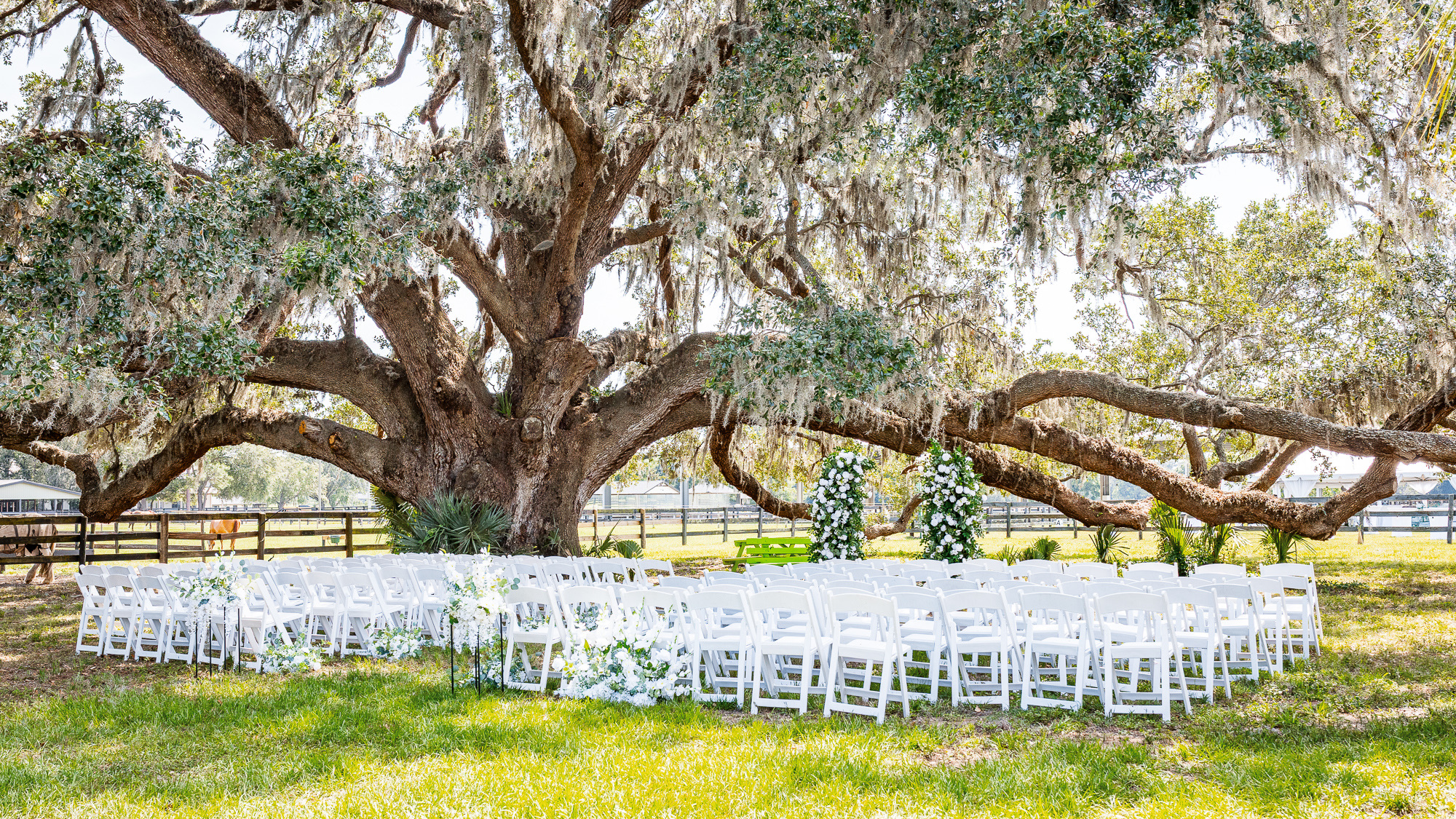 The magnificent live oak overlooking the ceremony chairs at Tree Tales Farm